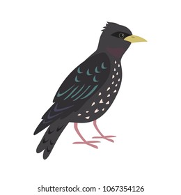 Cartoon starling icon on white background. Vector illustration.