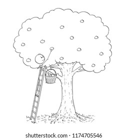 Cartoon stick drawing conceptual illustration of man standing on ladder and picking fruit from high apple tree.