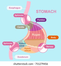 cartoon stomach structure on the blue background