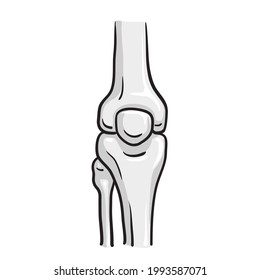 Cartoon structure of healthy knee joint. Concept of human anatomy skeleton. Design element for medical book or flyer. Detailed flat vector icon
