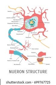 Cartoon Struktur eines Neuron Detaillierte Teil des Systems für Wissenschaft und Lernen Flach Design Stil. Vektorgrafik
