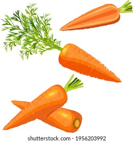 The cartoon style of carrots set for banners, flyers. Whole carrots, half carrot, carrot with tops. Fresh organic and healthy, vegetarian vegetables. Vector illustration isolated on white background