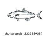Cartoon style drawing sketch illustration of a Greater Amberjack, Seriola dumerili, Amberjack, Medregal, Coronado fish of the Gulf of Mexico on isolated white background.