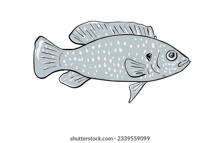 Cartoon style drawing sketch illustration of an African jewelfish, Hemichromis bimaculatus, jewel cichlid or jewelfish fish of the Gulf of Mexico on isolated white background.