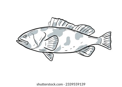 Cartoon style drawing sketch illustration of a Red Grouper or Epinephelus morio, Grouper, Cherna americana, Negre fish of the Gulf of Mexico on isolated white background.