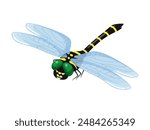 Cartoon style giant dragonfly vector illustration_diagonal