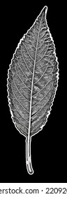 Cartoon style leaf on a black background