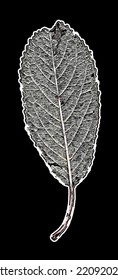 Cartoon style leaf on a black background