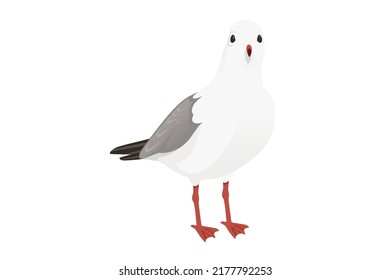Cartoon style seagull bird vector animal design illustration on white background