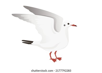 Cartoon style seagull bird vector animal design illustration on white background