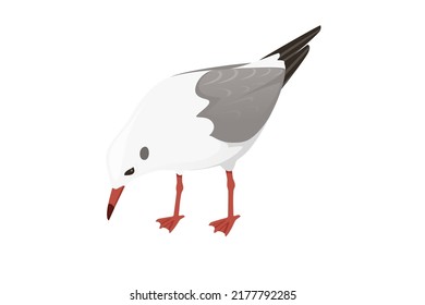 Cartoon style seagull bird vector animal design illustration on white background