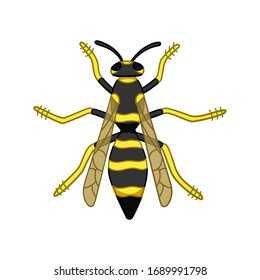 Cartoon style top view wasp isolated illustration. White background, vector.