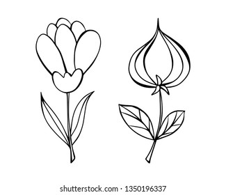 Cartoon style vector doodle illustration of  white flower set. Great design elements for wedding invitation, sticker, card, print, poster. Drawing isolated on background. Botany simple illustration