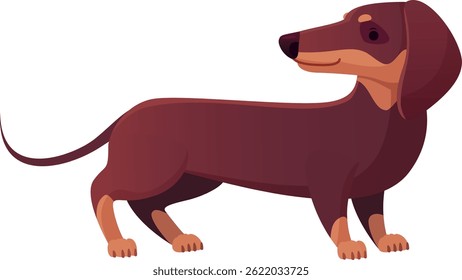 Cartoon style vector illustration featuring a brown dachshund standing and gazing to the right against a clean white background, highlighting its adorable and playful nature