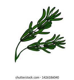 Cartoon style  vector illustration Isolated on white background with Rosemary 
for menu, banner,poster, greeting card,label,  emblem,kitchen print
