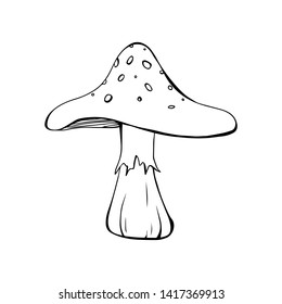 Cartoon style vector illustration mushroom. Great design elements for sticker, card, print or poster. Drawing template isolated on white background. Nature, botany, forest, amanita, toadstool