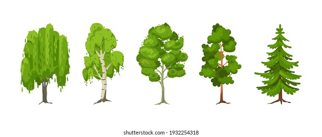 Cartoon summer tree set. Aspen, birch, maple, pine, willow, spruce wood plants with leaf. Green big planting trees for garden forest park landscape cartoon isolated vector