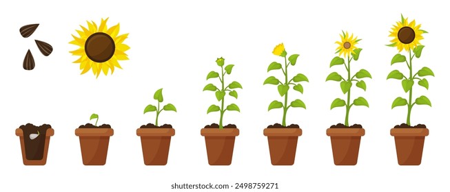 Crecimiento de girasol de dibujos animados. Planta en maceta y tierra creciendo de semilla a flor. Agricultura y siembra, brote floral paso a paso escenario de Vector neoterico