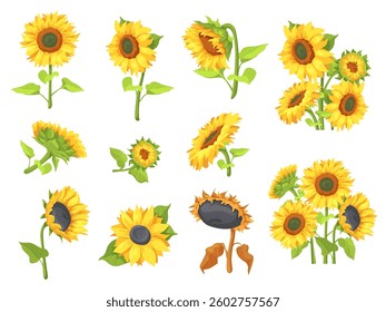 Cartoon sunflowers set. Sunflower stem bouquet, spring summer rustic farm field wild flowers with leaves and seeds botanical wedding sun flower plants, neat vector illustration