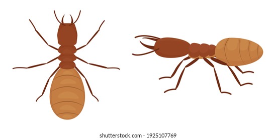 Cartoon termites isolated on white background, insect wood pest. Vector wild animal illustration.
