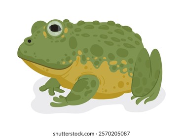 Cartoon toad. Tropical amphibian animal, rain forest frog, pond toad flat vector illustration. Cute toad on white background