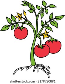 Cartoon Tomato Plant Green Leaves Red Stock Vector (Royalty Free ...