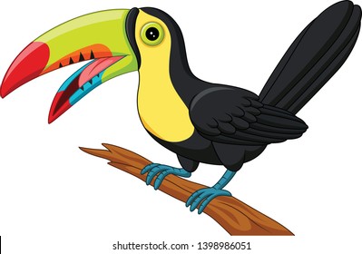 Cartoon toucan bird isolated on white background