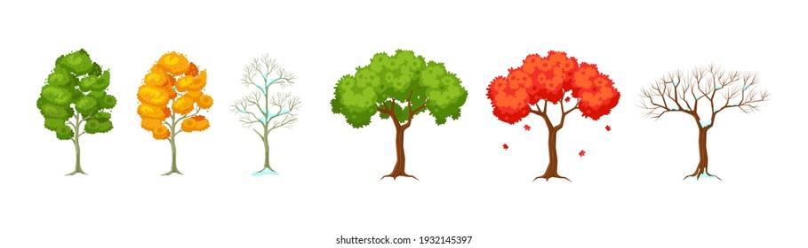 Cartoon tree at different times of year. Seasonal tree with and without leaves for game scenes. Planting trees for garden forest park. Three seasons summer, autumn, winter cartoon isolated vector