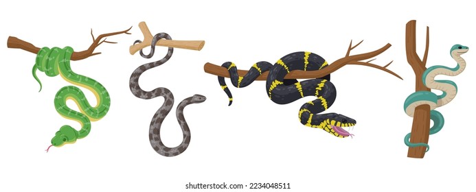 Serpientes de árboles de caricatura. Reptiles tropicales de vida silvestre, serpientes envenenados exóticos, pitón y anaconda ilustraciones vectoriales planas sobre fondo blanco