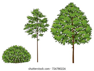 Cartoon trees and bush. A set of images.
