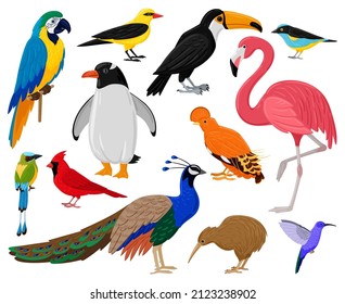 Cartoon tropical exotic birds, parrot, toucan, penguin and flamingo. Exotic fauna hummingbird, kiwi and peacock vector illustration set. Wild feathered animals. Tropical parrot and wild exotic birds svg