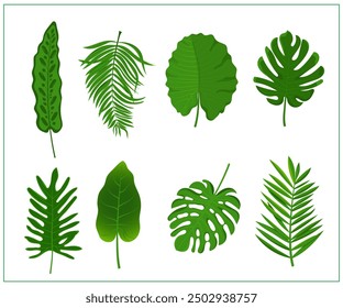 Cartoon tropical leaves isolated on white background. Detailed colorful foliage collection. Botanical elements for cosmetics, spa, beauty care products.