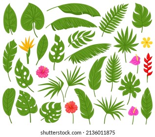 Cartoon tropical palm, monstera, plumeria and banana leaves. Exotic plants leaves vector illustration set. Hibiscus and palm tree foliage. Palm tropical monstera and exotic cartoon plumeria