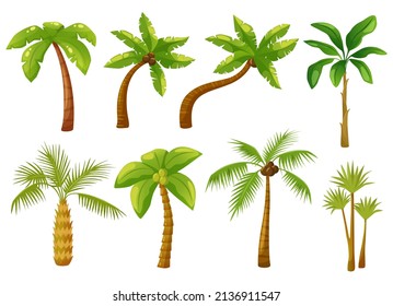 Cartoon tropical palm trees with green leaves, coconut tree. Summer vacation hawaii beach greenery, exotic jungle palm plants vector set. Rainforest elements with foliage, environment