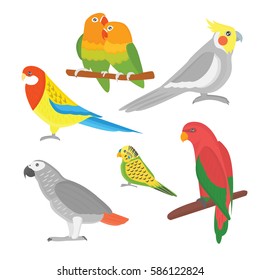 Cartoon tropical parrot wild animal bird vector illustration.