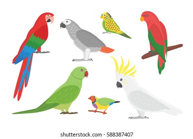 Cartoon tropical parrot wild animal bird vector illustration.