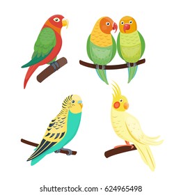 Cartoon tropical parrot wild animal bird vector illustration wildlife feather zoo color nature vivid.