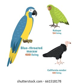 Cartoon tropical parrot wild animal bird vector illustration wildlife kakapo endangered species zoo condor color nature vivid.