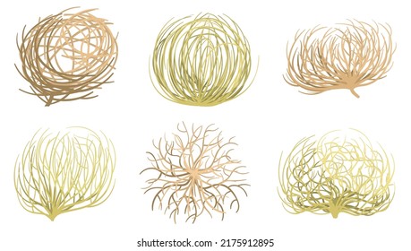 Caricatura con algas. Valles y desiertos occidentales planta, rodante lentejuela de malezas secas, conjunto vectorial de raíces vectoriales. Hierba muerta, ramas y ramas que salen de los golpes de alas en tierras áridas, elementos de sequía