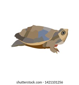 Cartoon turtle isolated on white background. Vector illustration