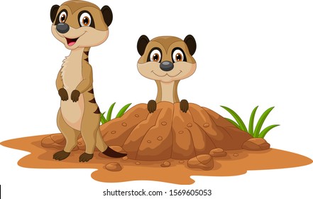 Cartoon two meerkats white background
