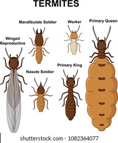 Cartoon type of termites collection set