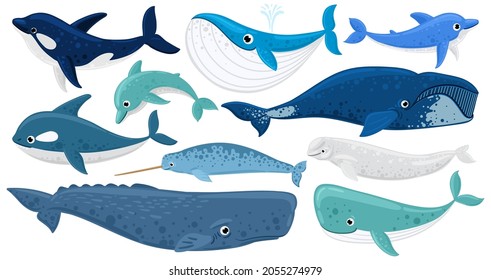 Cartoon underwater mammals, dolphin, beluga whale, orca whale. Marine animals, humpback whale, narwhal, killer whale vector illustration set. Underwater fauna whales. Marine beluga and animal aquatic