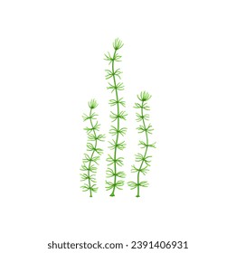 Cartoon underwater Nitella seaweed plant. Aquarium and sea algae. Tropical sea undersea algae, ocean marine flora or aquarium water plant, coral reef underwater deep isolated vector green weed