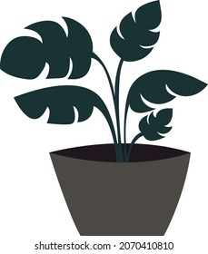 cartoon unique leafy plants like monstera that look beautiful in simple pots