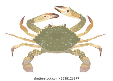 Cartoon vector blue Crab portunus isolated on white background. Sea food illustration.