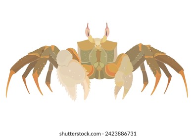 Cartoon vector Crab isolated on White background. Sea food illustration.