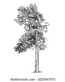 Cartoon vector doodle drawing illustration of old pine conifer or coniferous tree.