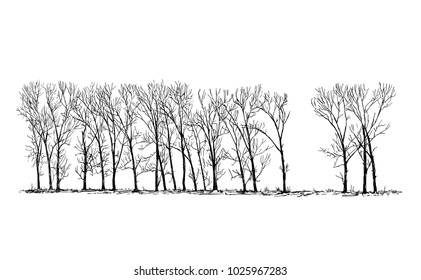 Cartoon vector doodle drawing illustration of group or alley of broadleaved or deciduous poplar tree on the far horizon in winter.