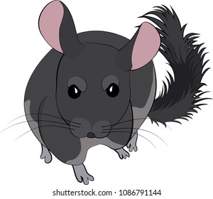 Cartoon vector illustration of cute chinchilla